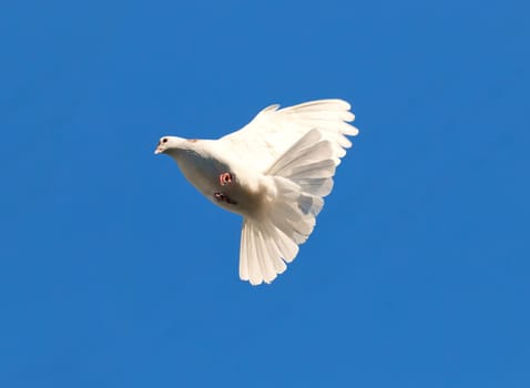 Nice close-up photo of white flying pigeon