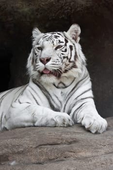 Beautiful close-up portrait of majestic White Tiger