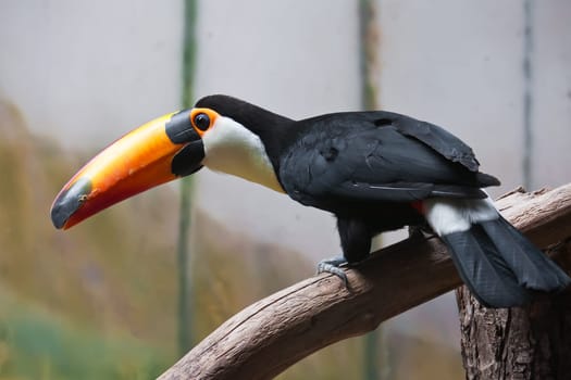 Cute exotic toucan with huge beak sitting on small stick