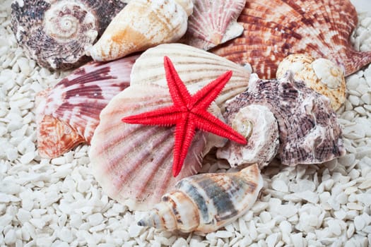 Background made from tropical seashells on sandy beach