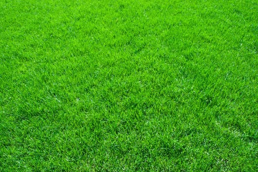 Green lush grass background under bright sunlight