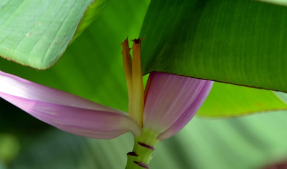 Rising banana blossom