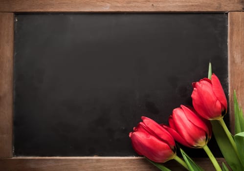 Three fresh red tulips arranged in the corner on a vintage school slate with blank copyspace for your text