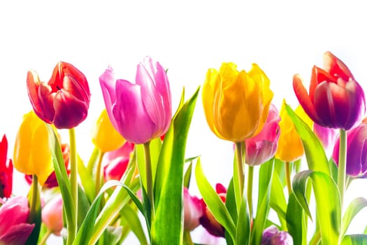Vibrant background of colourful spring tulips in red, yellow and pink with their fresh green leaves isolated on a white background