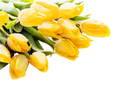 Bouquet of beautiful vivid yellow tulips lying diagonally from the top left corner on a white background with copyspace for your greeting or text