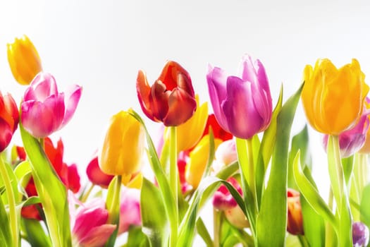Low angle view of colourful vividly coloured fresh spring tulips in a field in red, yellow and pink with their green leaves forming a beautiful seasonal background