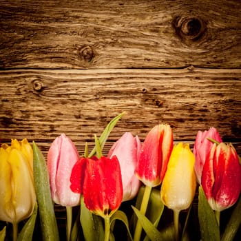 Pretty tulip border in colourful red, yellow and pink on a vintage textured wood in square format with copyspace