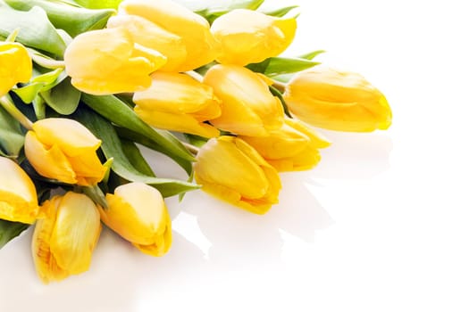 Bouquet of vibrant yellow fresh tulips lying on a white background with copyspace for your anniversary or birthday wishes