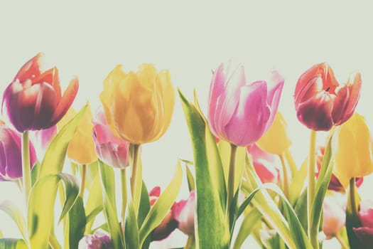 Artistic background with a faded vintage effect of fresh spring tulips in red, yellow and pink, closeup view on grey