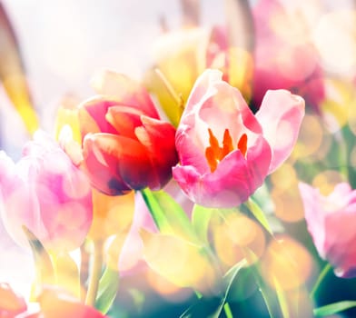 Artistic faded background of colourful spring tulips with a blur effect for a dreamy botanical backdrop in square format