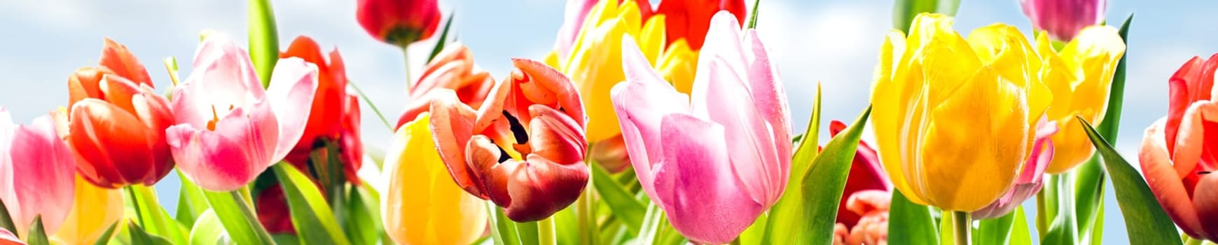 Colourful panoramic spring banner of fresh tulips in vibrant yellow, pink and red growing in a field under a sunny blue sky, closeup of the fragile petals