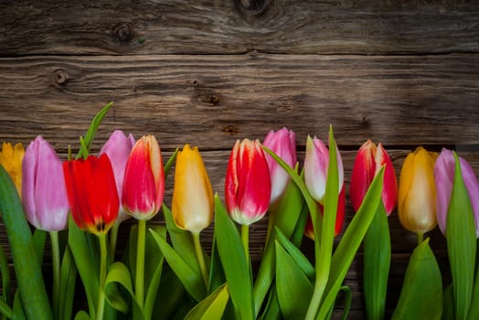 Colourful floral border of fresh tulips in red, purple and yellow arranged in a line on a rustic weathered wood background with copyspace