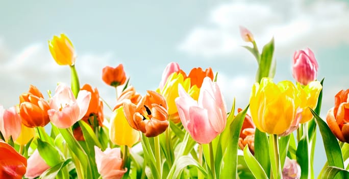 Field of colourful ornamental spring tulips with their fresh green leaves growing outdoors in the warm spring sunshine in a panoramic view