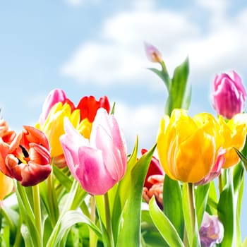 Fresh spring background of vibrant tulips in yellow, red and pink growing outdoors under a sunny blue sky, closeup view in square format