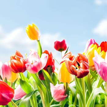 Low angle closeup view of beautiful fresh tulips in vibrant colours growing outdoors under a blue sky in the spring sunshine, square format