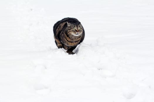 Off through the snow
