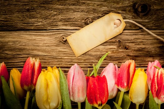 Border of multicoloured fresh tulips on old grunge weathered wooden boards with copyspace for a rustic background