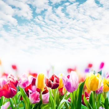 Field of colourful spring tulips growing in a field under a beautiful blue sky with scattered fluffy white clouds in square format