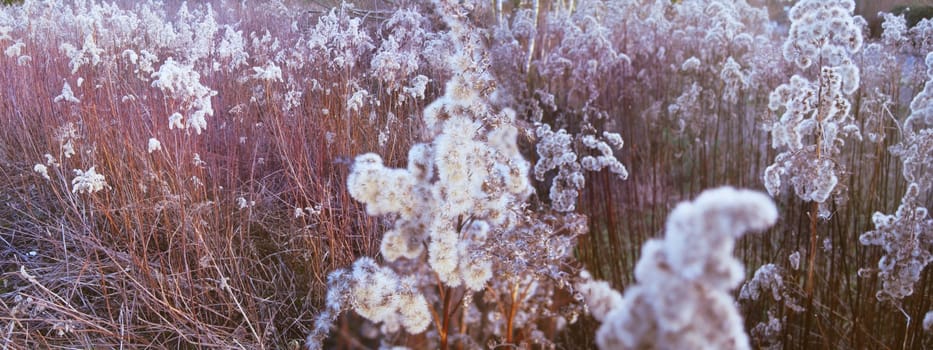 Ice flowers in the reeds
