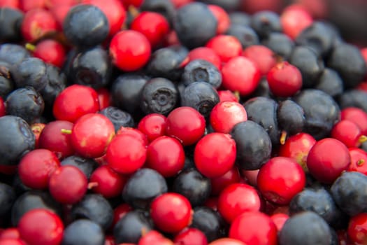 Cowberries and blueberries mixed