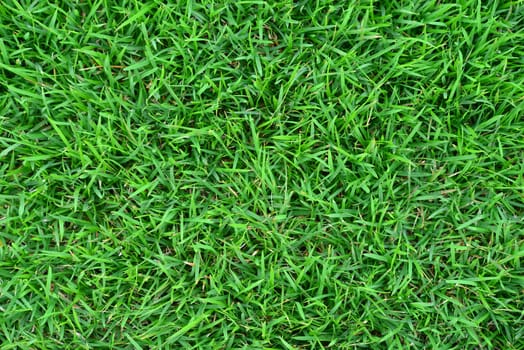 Grass