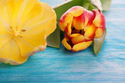 Two Yellow and Red Tulips on a wooden turquiose Board as Background with Copy Space