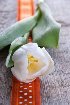 Background with White Tulip and Orange Ribbon, Seasonal