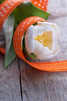 White Tulip with Orange Ribbon as Background