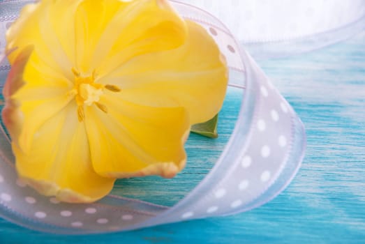 Yellow Tulip an a turquiose wooden Background with Purple Ribbon