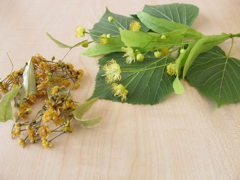 Lime branches with flowers and dried lime blossoms