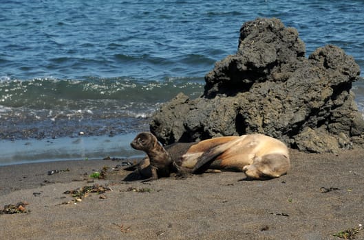 Sea lion with cub