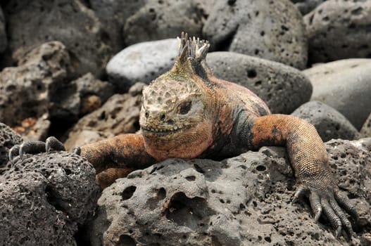 The marine iguanas warm up on the warm lava rock. Later,they go into the cold water and grate the algae and seaweed from the rock.