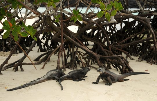 In Galapagos...