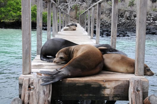 Typical Galapagos...