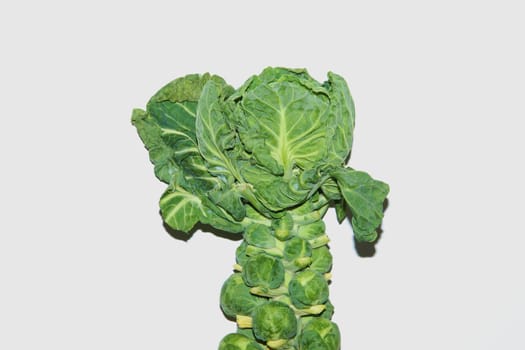 Fresh Brussels sprouts