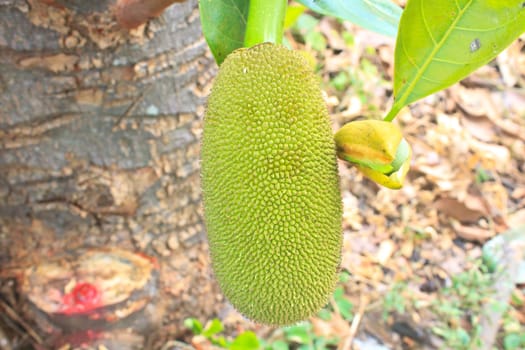 jackfruit (alternately jack tree, jakfruit, or sometimes simply jack or jak  scientific name Artocarpus heterophyllus) on a tree