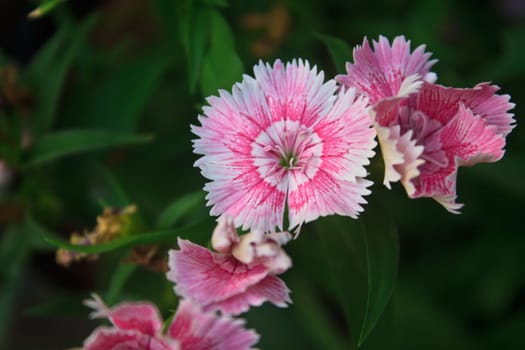 Flower from Thailand, Dianthus Chinensis Flowers or China Pink , Indian Pink
