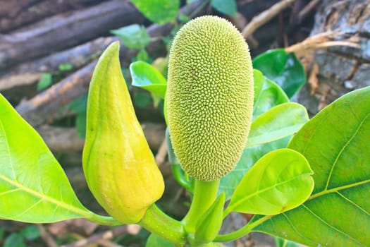 jackfruit (alternately jack tree, jakfruit, or sometimes simply jack or jak  scientific name Artocarpus heterophyllus) on a tree