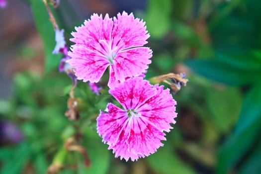 Flower from Thailand, Dianthus Chinensis Flowers or China Pink , Indian Pink