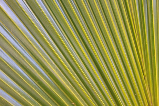 Abstract image of Green Palm leaves in nature