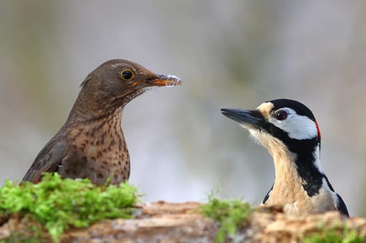 The blackbird Turdus merula feat. Great spotted woodpecker Dendrocopos major