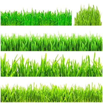 Fresh green grass isolated on white background