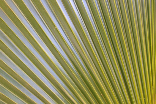 Abstract image of Green Palm leaves in nature