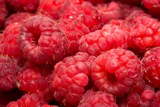 Many fresh red raspberries making beautiful background