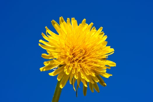 Beautiful bright yellow dandelion flower, spring photo