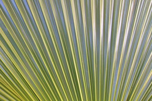 Abstract image of Green Palm leaves in nature