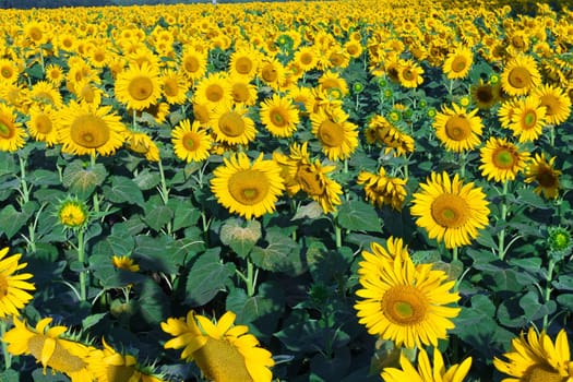Beautiful blooming field of sunflowers under blue sky