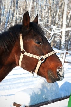 Beautiful photo of horse outdoors in summer