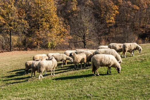 Herd of sheep on mountain pasture in sunny autumn day