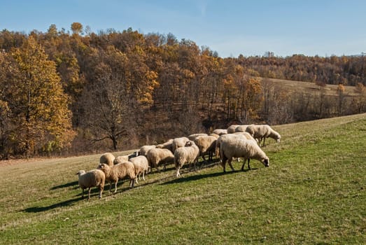 Herd of sheep on mountain pasture in sunny autumn day
